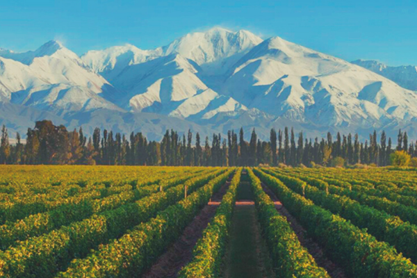 3 Regiones Vitivinicolas de Mendoza