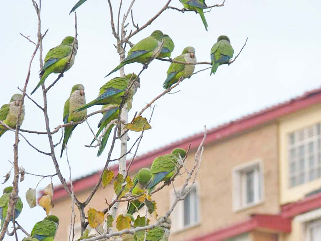 Las Catas Officially a Plague in the Provincial South